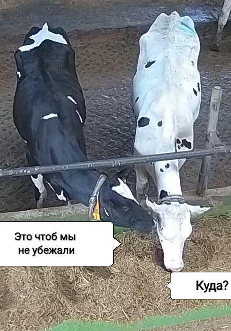 461x660
